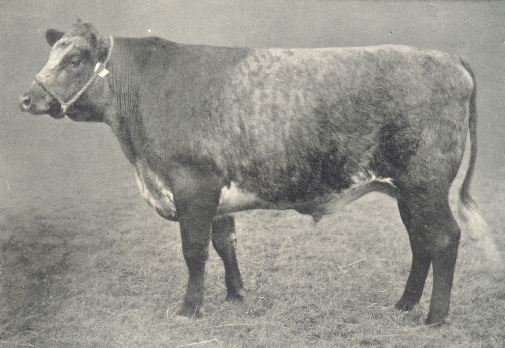 OXEN. Blue-Grey Ox 1912 old antique vintage print picture